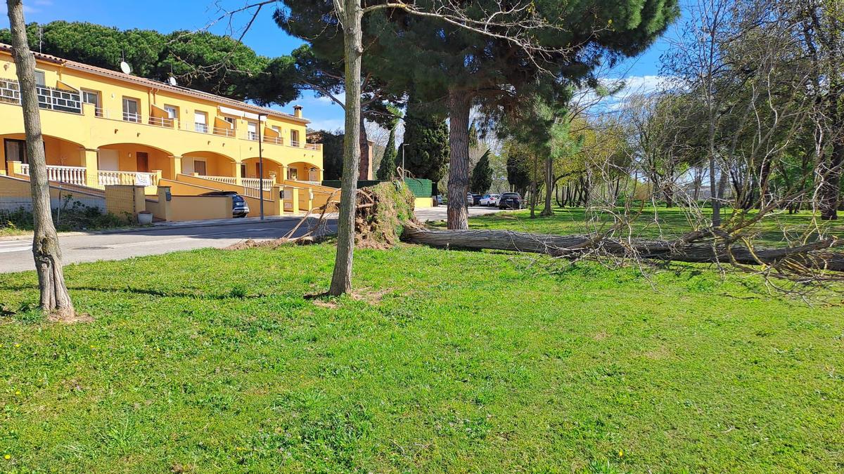Els efectes de l'episodi de vent a Girona, en imatges