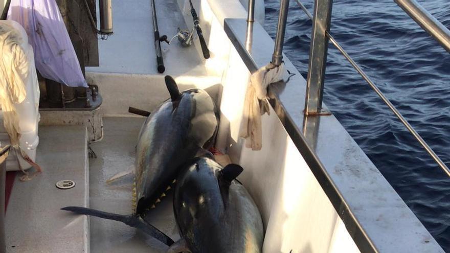 Atunes rojos capturados por la flota pesquera balear.