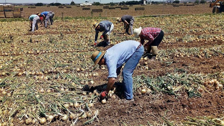 La patronal malagueña del campo dice que la subida del SMI es una &quot;nueva puñalada&quot; que afectará al empleo