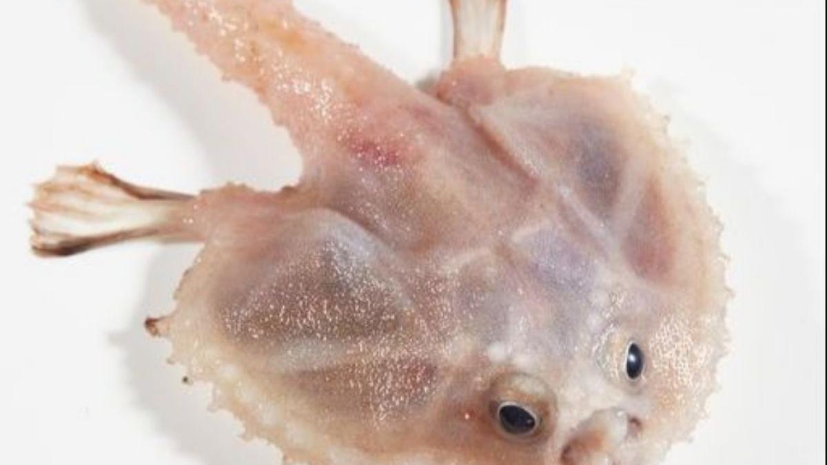 Otra de las extrañas criaturas marinas descubiertas cerca de volcanes submarinos en un territorio externo de Australia.