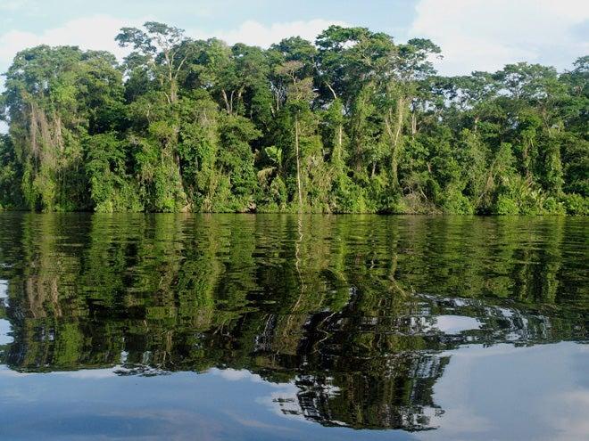 Selva tropical en el parque nacional de Tortuguero.