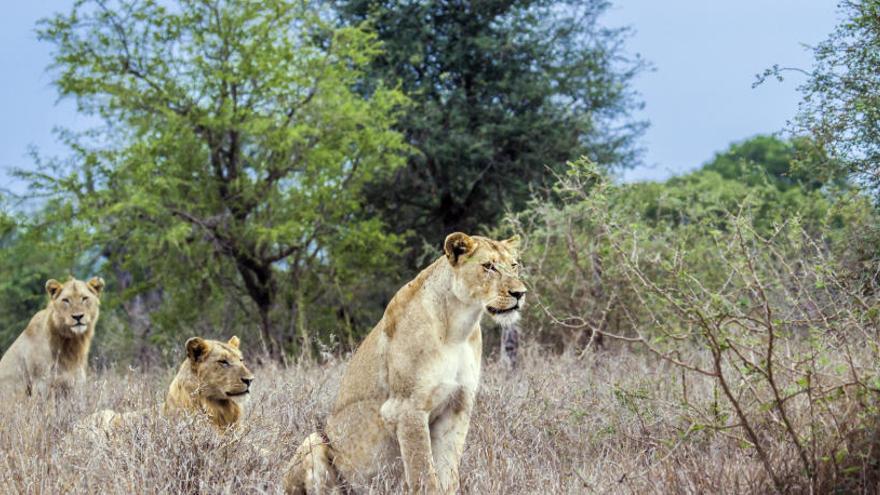 Un cazador furtivo, devorado por leones en Sudáfrica