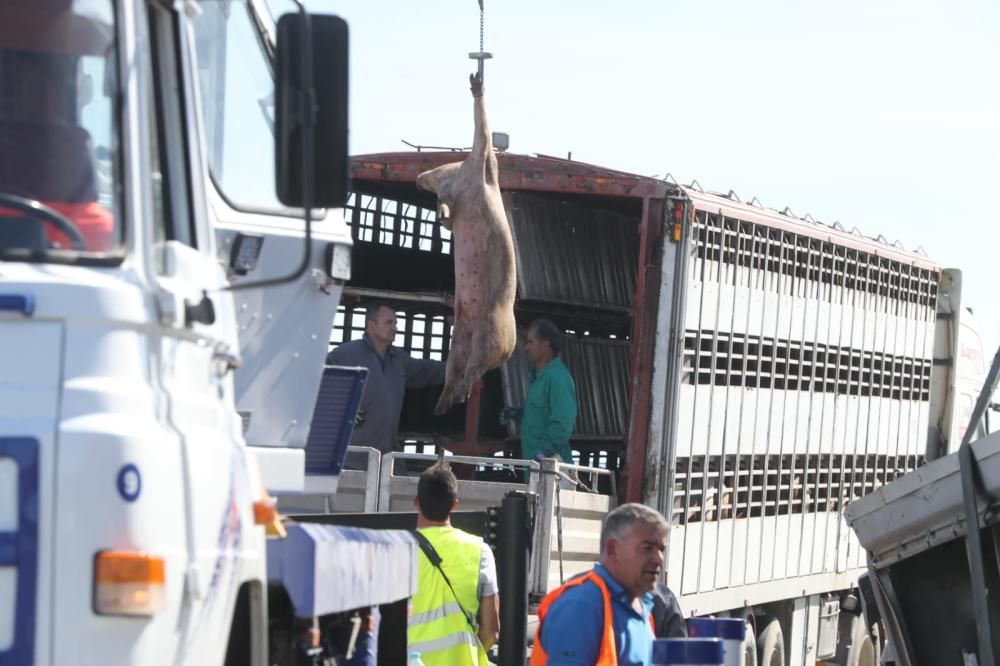 Un camión que transportaba cerdos vuelca en la A-7 a la altura de Alhama
