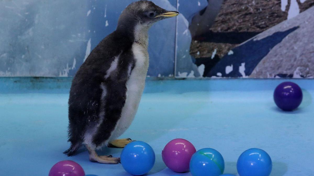 Alex, primer pingüino antártico nacido en México invita a cuidar los ecosistemas