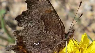 La reina del mimetismo en Zamora: la mariposa C-blanca