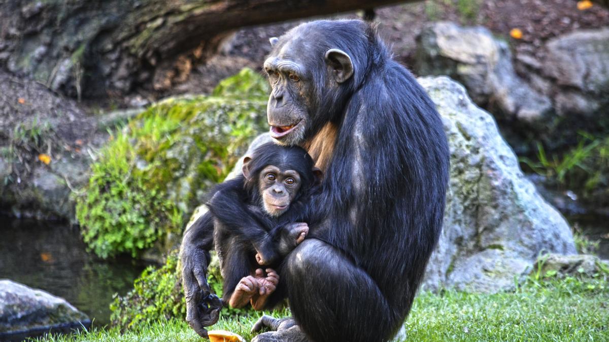 Una madre gorila junto a su cría en Bioparc València.