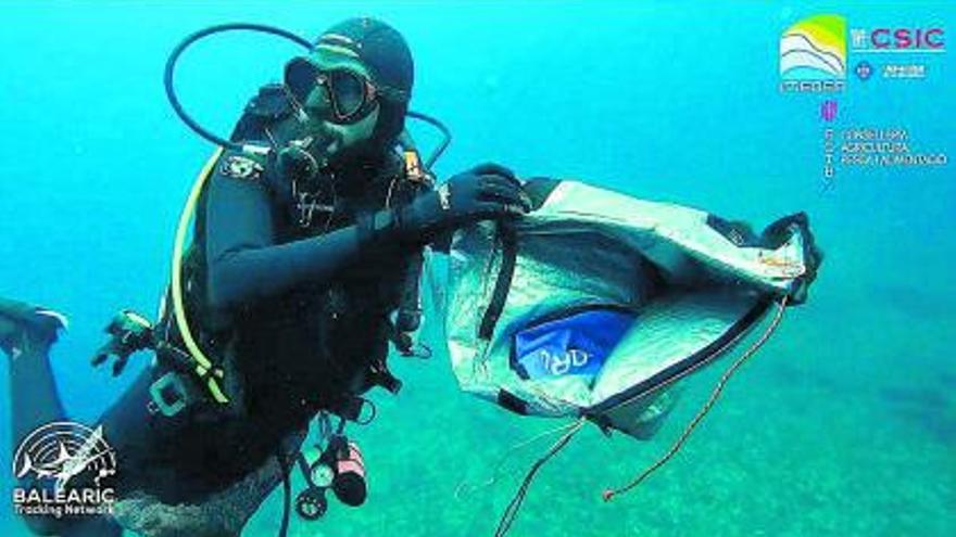 Taucher fangen die Fische mit einer Tüte ein und bringen sie an Bord des Bootes. 