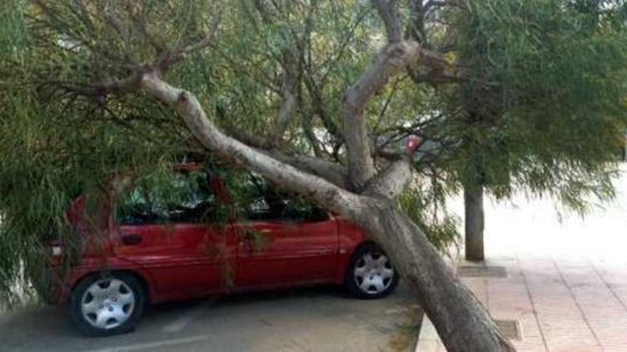 El Ayuntamiento sustituirá el arbolado de la plaza Huerto de Los Leones  para evitar caídas - Información