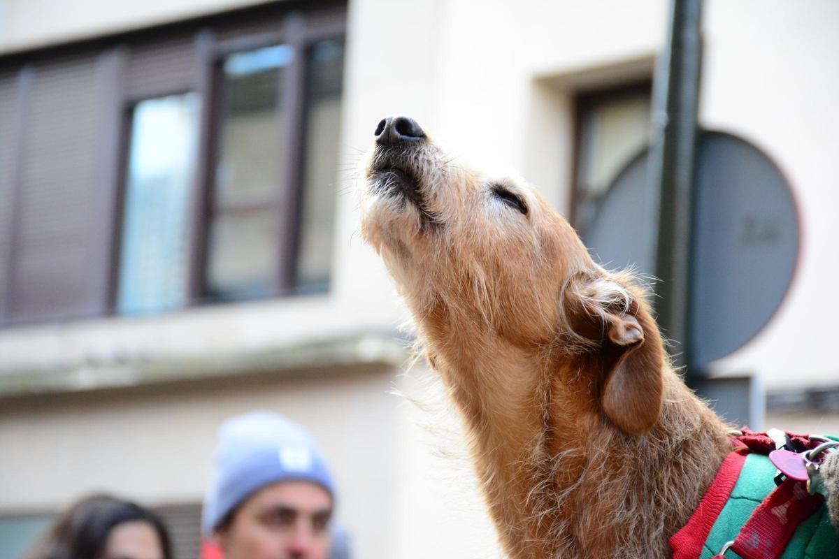En imágenes | Bendición de los animales por San Antón en la iglesia de San Pablo