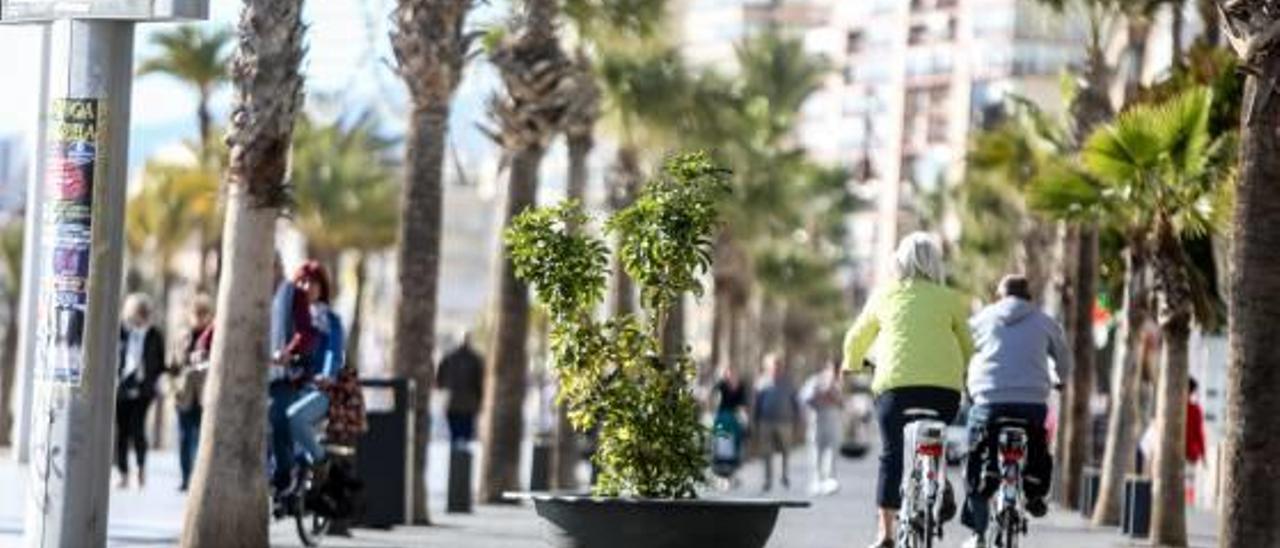 Uno de los maceteros que ya existen en el paseo de Levante para restringir el tráfico.