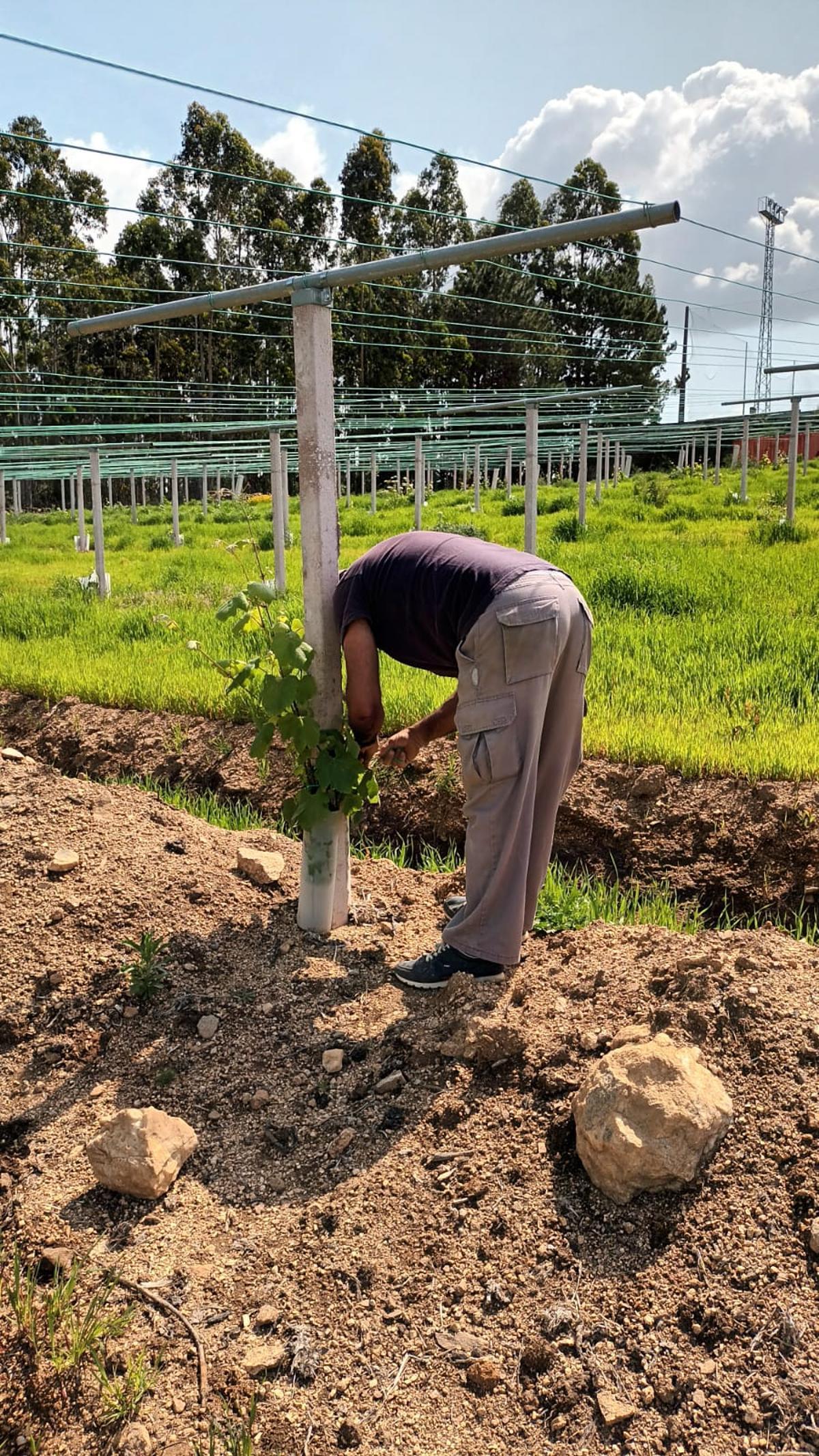 Un operario atando cepas en la primera de las plantaciones de Lagar da Condesa en Berdón, ayer.