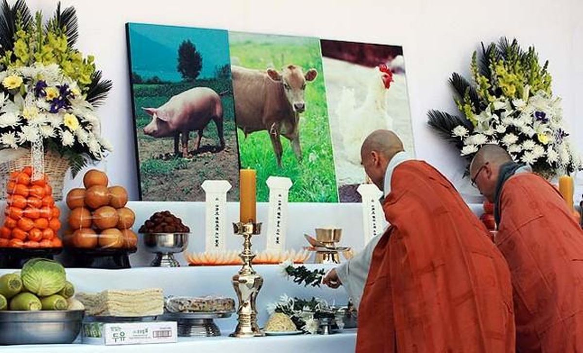 Monjos budistes commemoren els animals sacrificats a causa de la febre aftosa i la grip aviària en un temple de Seül. Corea del Sud ha anunciat que ha sacrificat el 15% de la seva població de porcs i bovins i el 3% de les seves aus de corral.