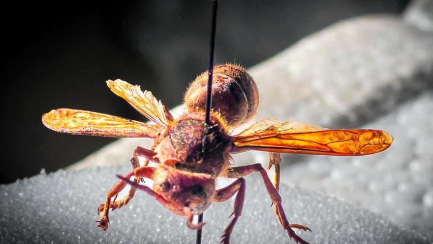 Los pequeños invasores de Mallorca: estos son los insectos que amenazan la biodiversidad de la isla
