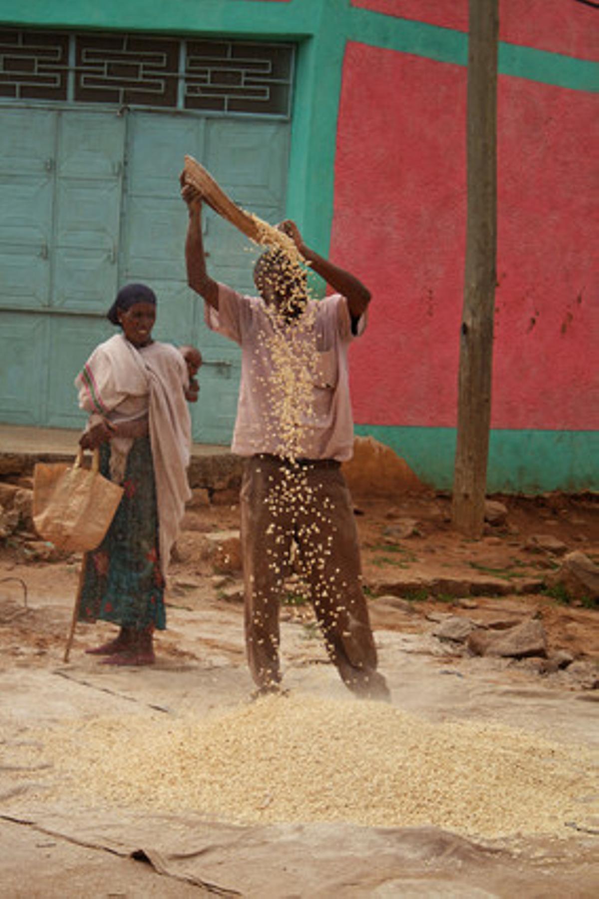 El tratamiento del cereal en Tigray.