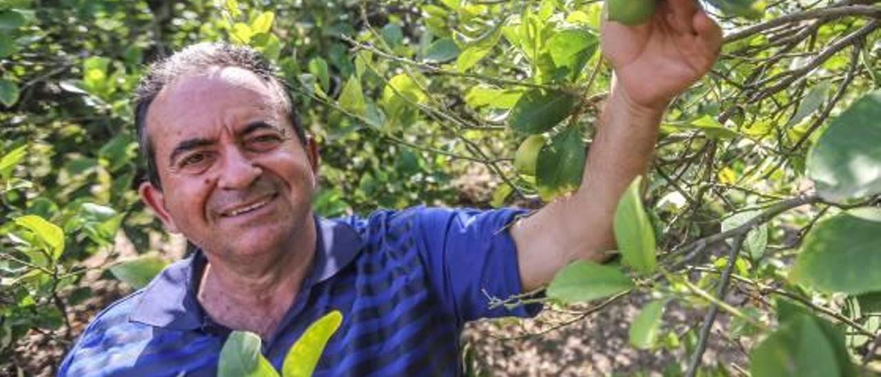 José Manuel Pamies, de 58 años, tiene producción ecológica y «globalgap»