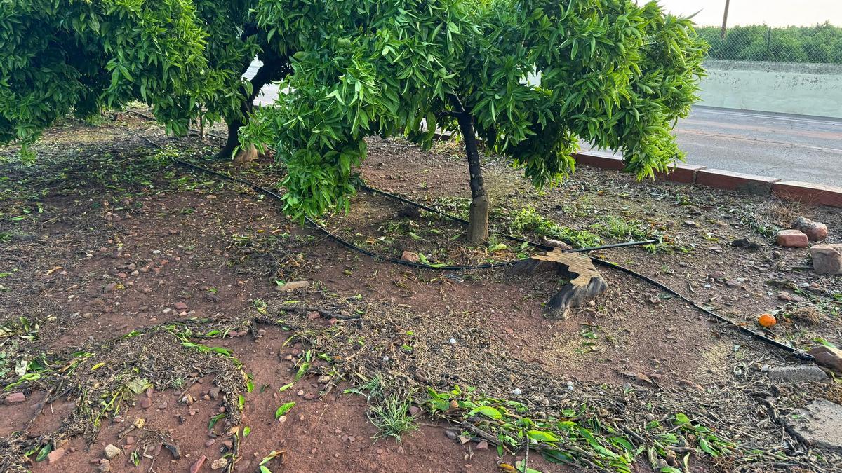 Imagen de los daños sufridos en el campo de Castellón por la granizada de este sábado.