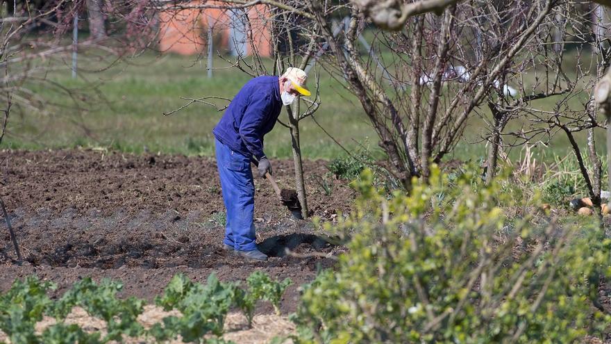 Radiografía de la huerta gallega: la patata ya ocupa más de la mitad de los cultivos