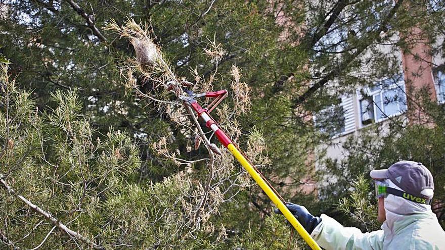 Alcoy adelanta la campaña preventiva de la procesionaria y revisa diferentes áreas