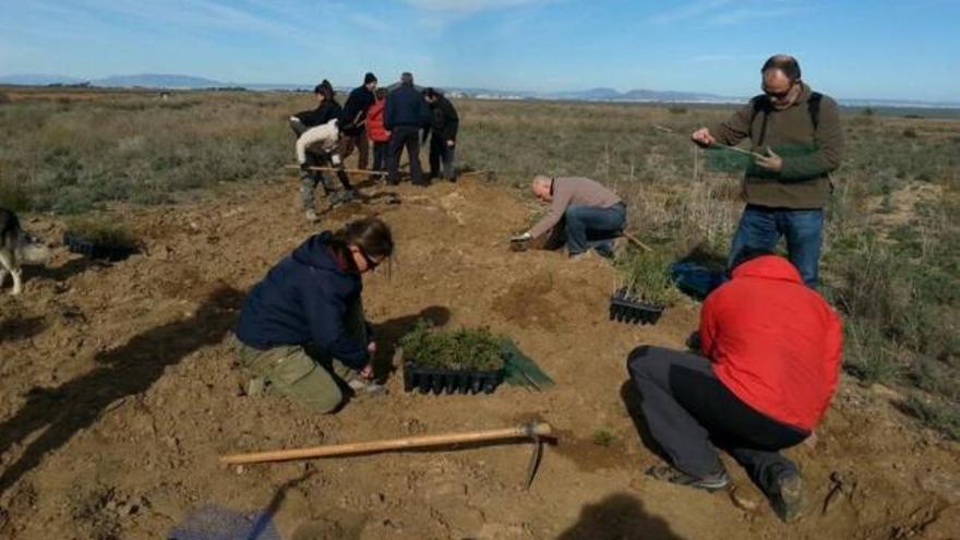 Miembros de la asociación naturalista llevan a cabo la plantación reivindicativa en los terrenos de Lo Poyo.