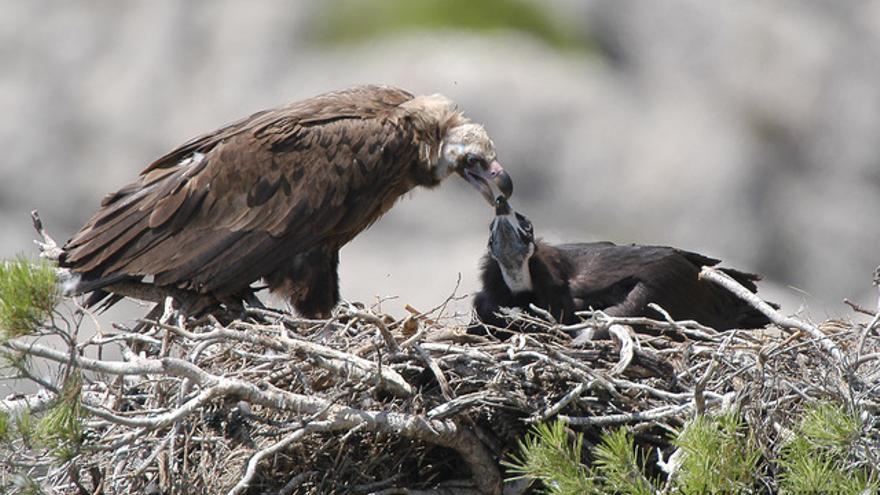 Un buitre adulto y una cría en un nido localizado en la Serra de Tramuntana.