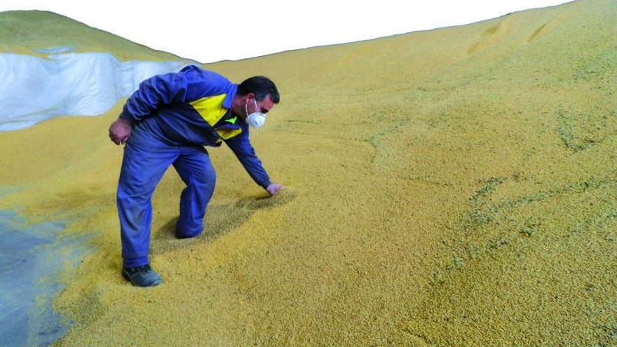 Un productor de arroz de la variedad ‘bombón’ en la marjal de Pego, en una imagen del pasado verano.  Juani Ruz