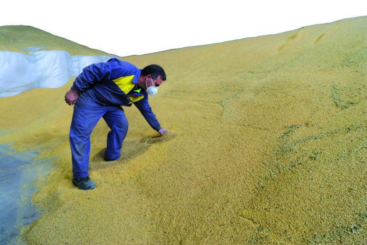 Un productor de arroz de la variedad ‘bombón’ en la marjal de Pego, en una imagen del pasado verano.  Juani Ruz