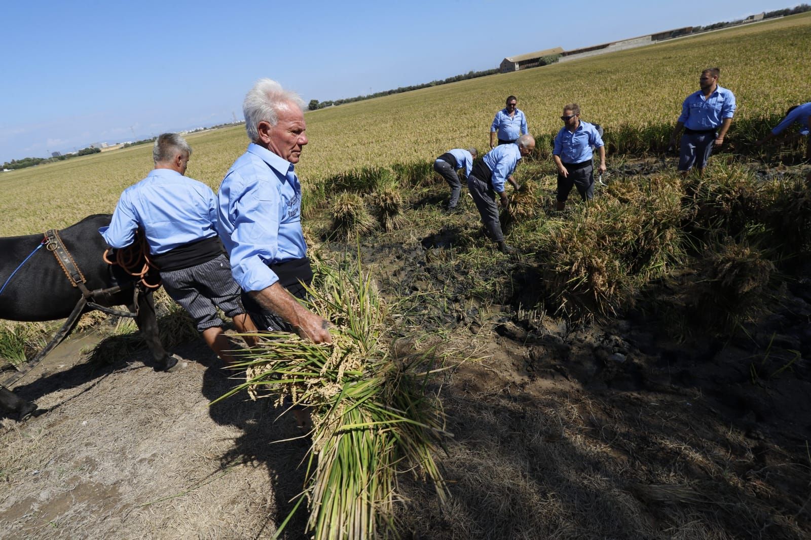 Todas las imágenes de la Fiesta de la Siega del Arroz 2024