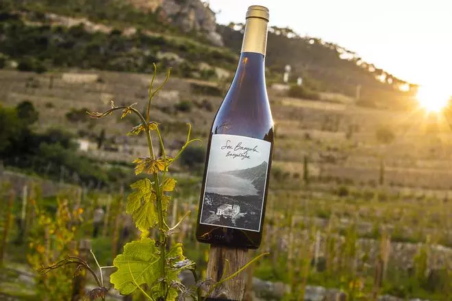 Son Bunyola alumbra su primer vino tras más de cien años de la última cosecha