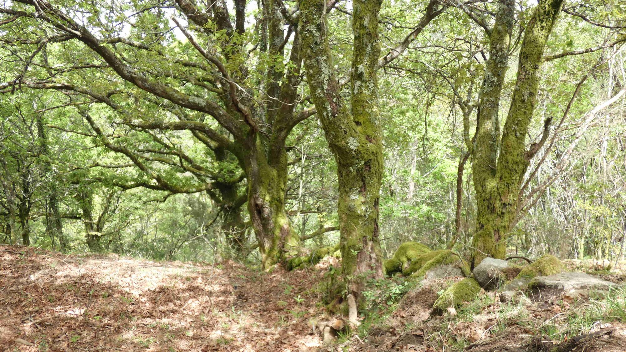 La cascada de Liñares: el "salto del ángel" de las tierras altas de Pontevedra