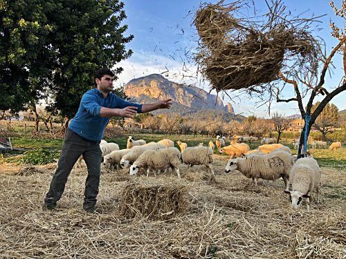 Junge Landwirte auf Mallorca