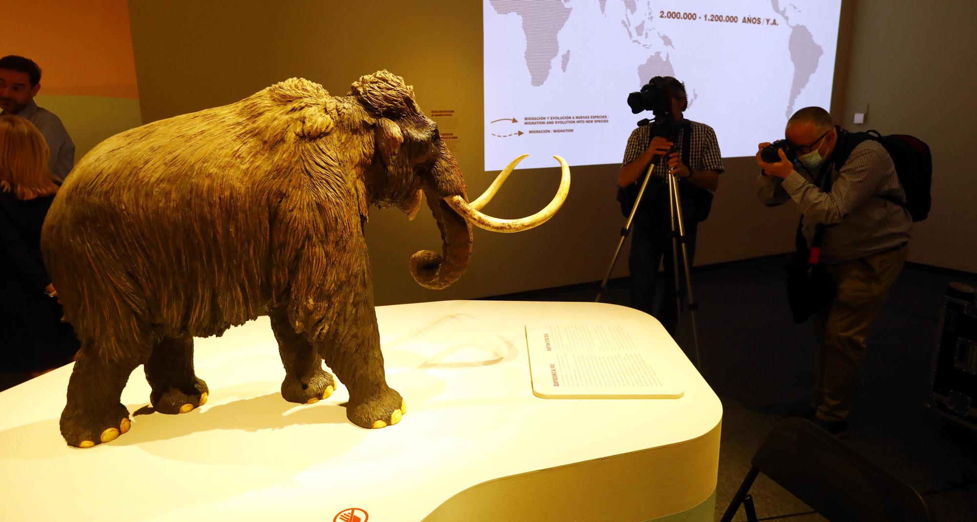 Exposición 'Mamut. El gigante de la Edad de hielo'