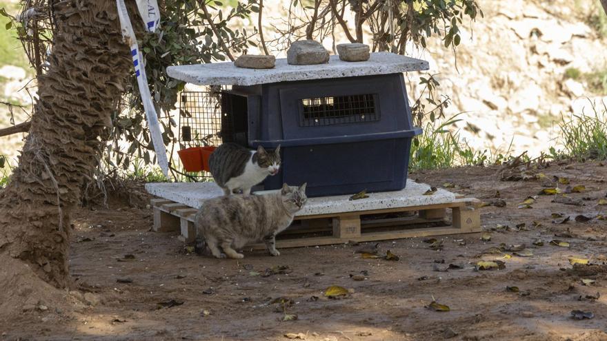 València creará un foro con los vecinos para gestionar las colonias felinas