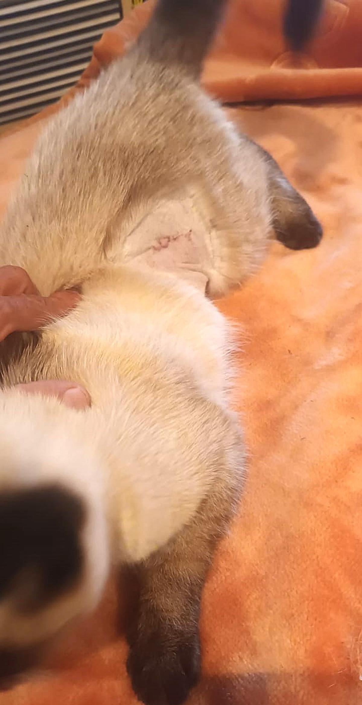 La incisión con puntos que el veterinario le hizo al gato de Marcos.