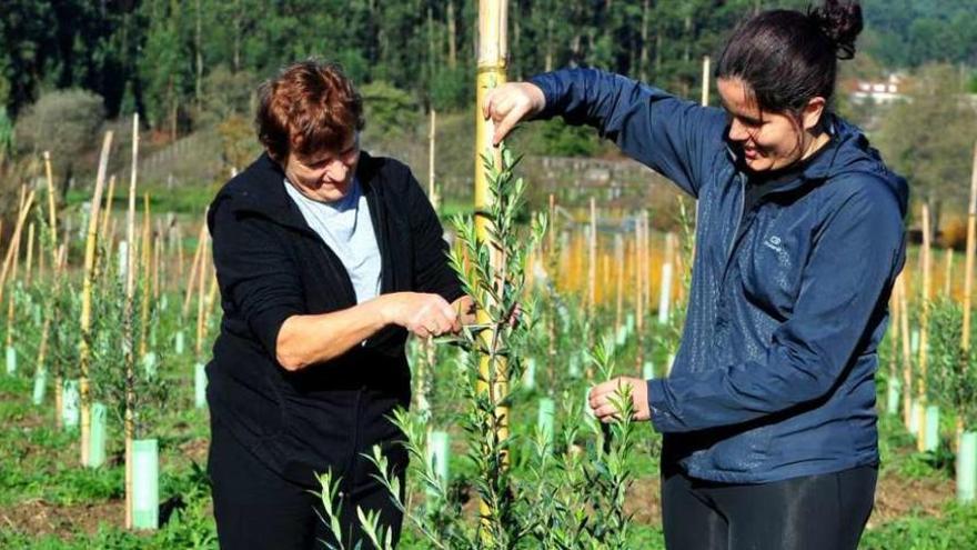 Carmen Rosal y su hija, María Souto, en su plantación de olivos en Meaño. // Iñaki Abella