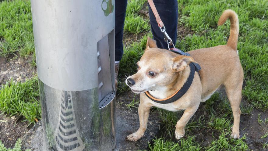 El Ayuntamiento instala  fuentes con bebedores adaptados para perros