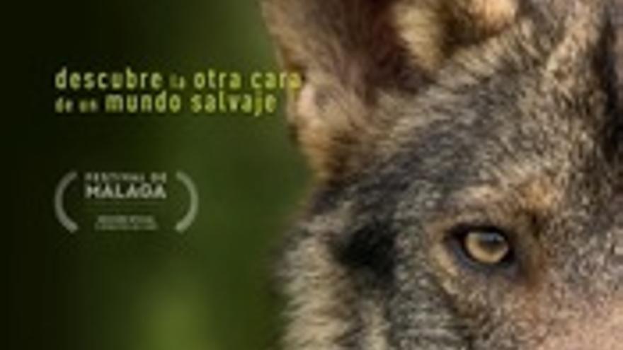 Barbacana, la huella del lobo