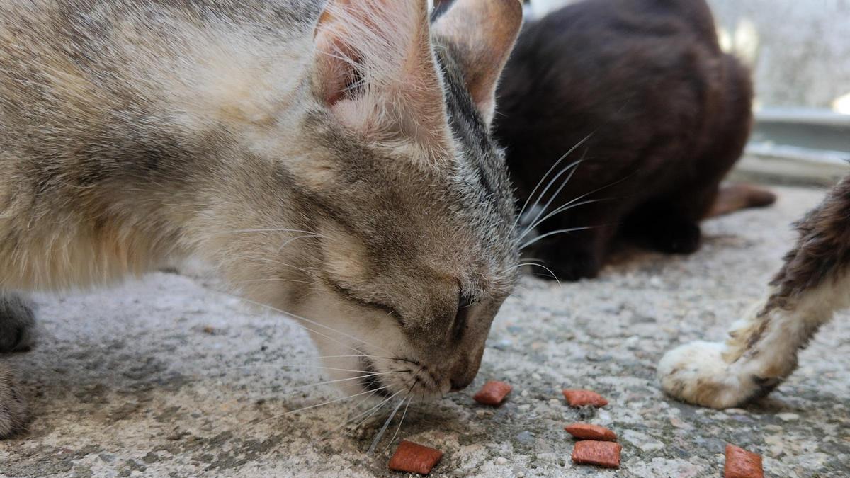 Un gato come pienso.