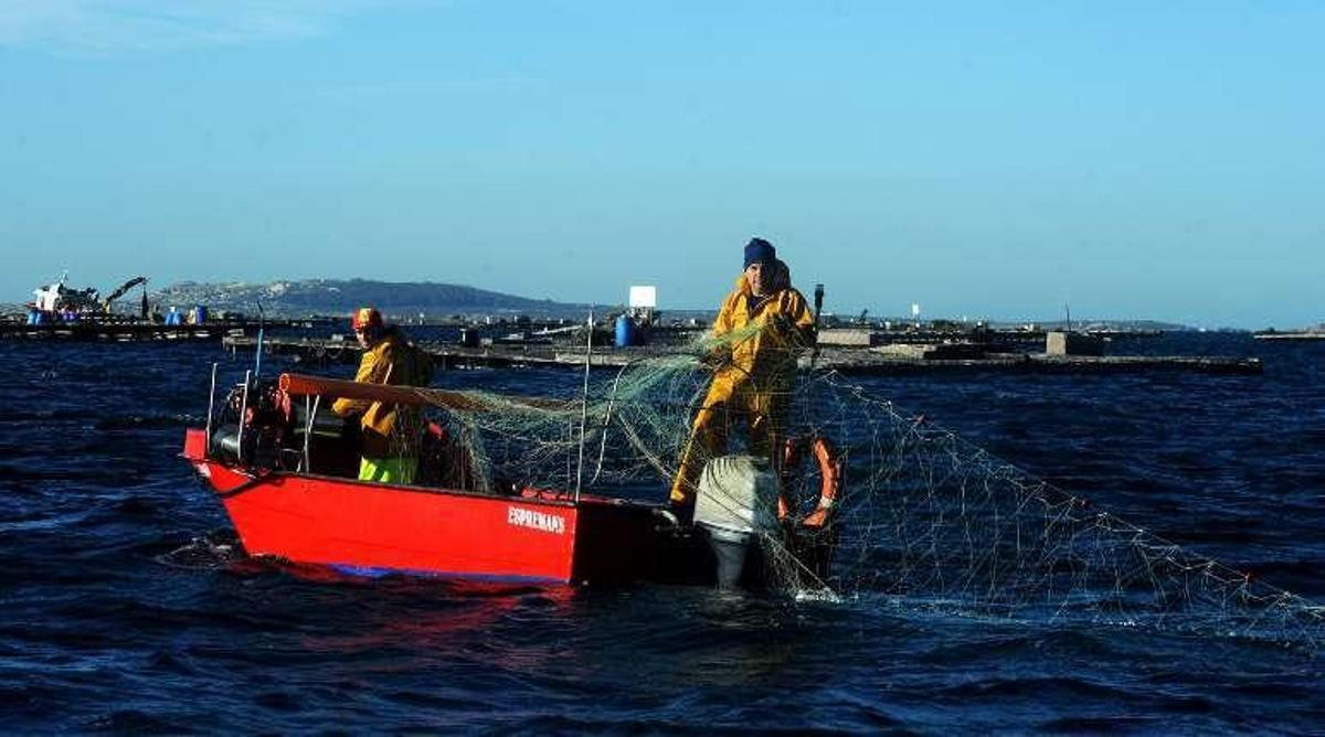 El precio del centollo se dispara en las lonjas arousanas debido a la gran escasez de capturas