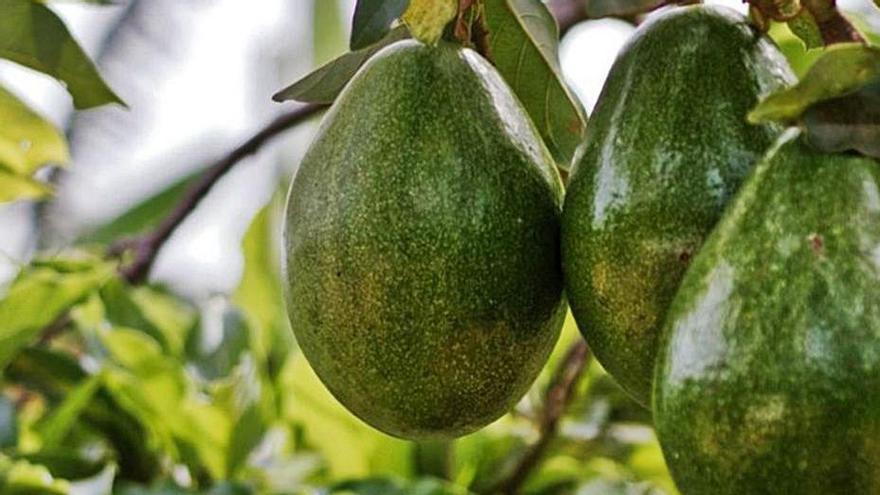 Tres aguacates cuelgan del árbol frutal.