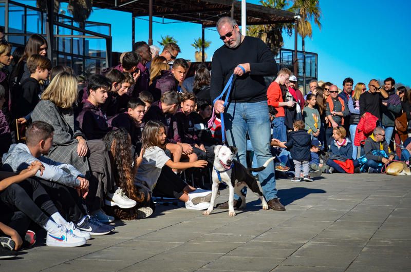 Fundación Bioparc y AUPA celebran el 15º Desfiles de perros abandonados