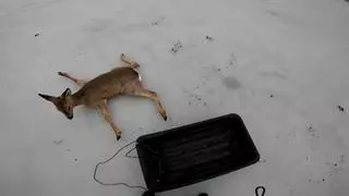 Rescatan a decenas de corzos atrapados en un lago congelado en Siberia