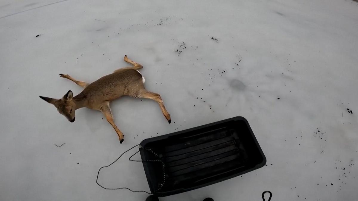 Rescatan a decenas de corzos atrapados en un lago congelado en Siberia