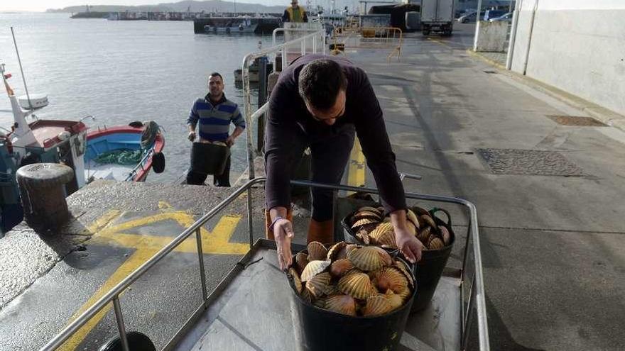 Varios marineros descargan vieira en un puerto gallego.