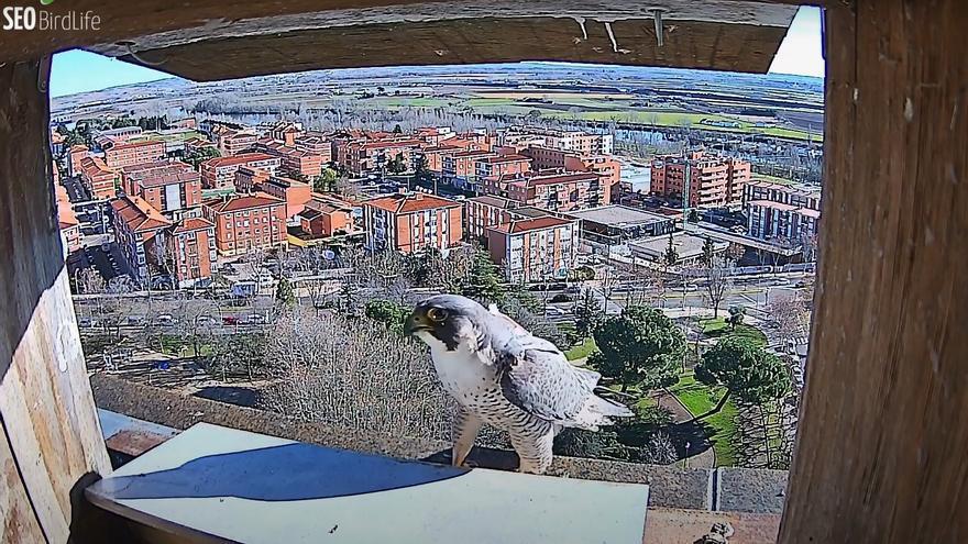 El &#039;Gran Hermano&#039; de aves en Zamora: instalada una cámara para ver a una pareja de halcones peregrinos
