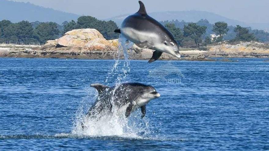 Dos de los delfines fotoidentificados por el BDRI. // BDRI