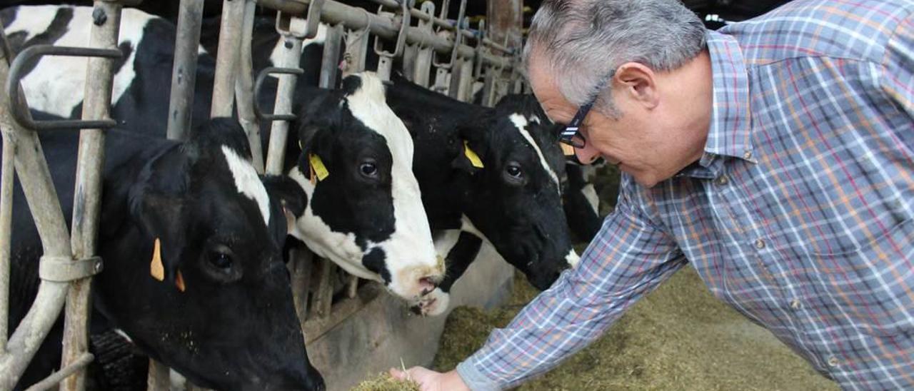 José Manuel Pérez, con sus vacas de Viladaelle, en Vegadeo.