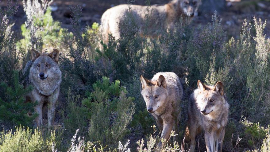 Las 93 manadas de lobos que &quot;pastorean&quot; por los montes