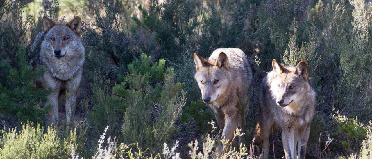 Varios lobos del Centro del Lobo Ibérico, en Robledo de Sanabria.