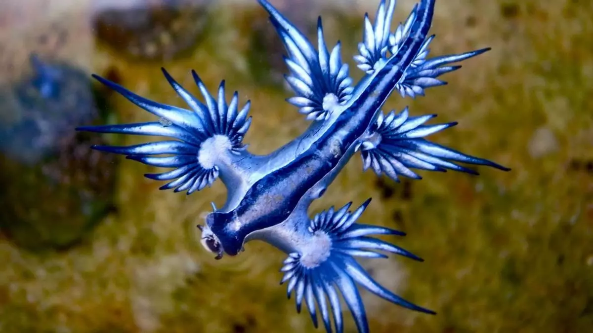 Así es el peligroso dragón azul, un animal marino tóxico avistado en Mallorca y Alicante