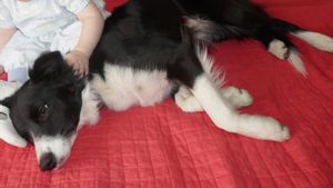 Akira, la perra con la que empezó la polémica con la clínica veterinaria de Tetuán